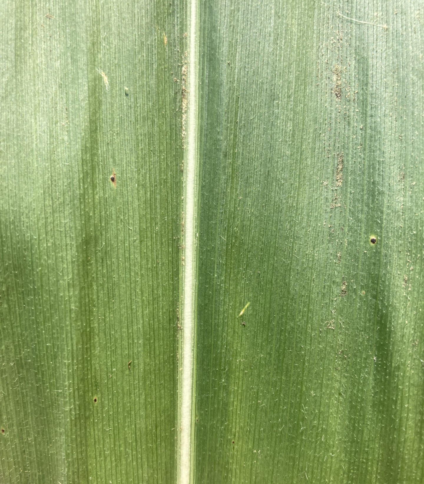 Corn tar spot lesionson leaf.